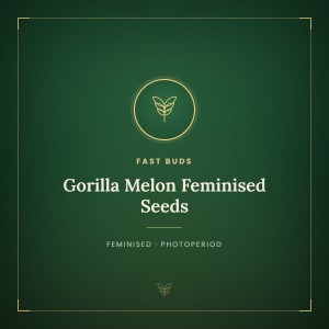 Gorilla Melon Feminised Seeds Gorilla Melon Feminised Seeds