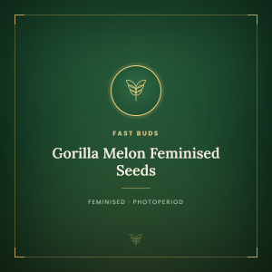 Gorilla Melon Feminised Seeds Gorilla Melon Feminised Seeds