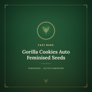 Gorilla Cookies Auto Feminised Seeds Gorilla Cookies Auto Feminised Seeds