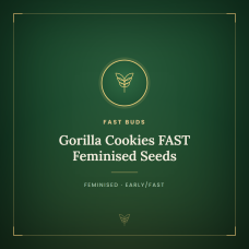 Gorilla Cookies FAST Feminised Seeds Gorilla Cookies FAST Feminised Seeds