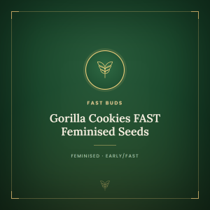 Gorilla Cookies FAST Feminised Seeds Gorilla Cookies FAST Feminised Seeds