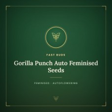Gorilla Punch Auto Feminised Seeds Gorilla Punch Auto Feminised Seeds