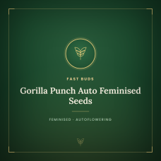 Gorilla Punch Auto Feminised Seeds Gorilla Punch Auto Feminised Seeds
