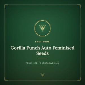 Gorilla Punch Auto Feminised Seeds Gorilla Punch Auto Feminised Seeds