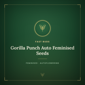 Gorilla Punch Auto Feminised Seeds Gorilla Punch Auto Feminised Seeds