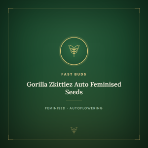 Gorilla Zkittlez Auto Feminised Seeds Gorilla Zkittlez Auto Feminised Seeds