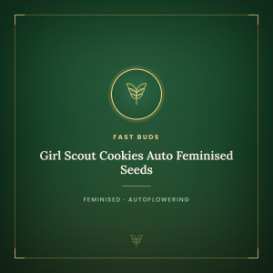 Girl Scout Cookies Auto Feminised Seeds Girl Scout Cookies Auto Feminised Seeds
