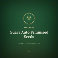 Guava Auto Feminised Seeds Guava Auto Feminised Seeds