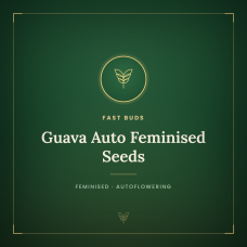 Guava Auto Feminised Seeds Guava Auto Feminised Seeds