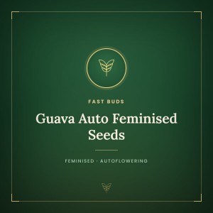Guava Auto Feminised Seeds