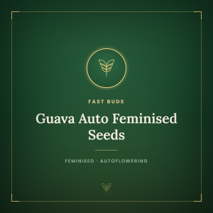Guava Auto Feminised Seeds Guava Auto Feminised Seeds