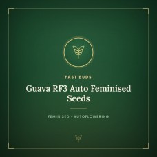 Guava RF3 Auto Feminised Seeds Guava RF3 Auto Feminised Seeds