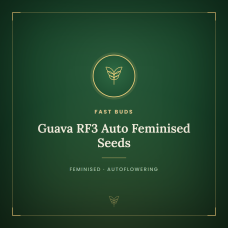 Guava RF3 Auto Feminised Seeds Guava RF3 Auto Feminised Seeds