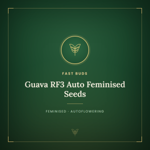 Guava RF3 Auto Feminised Seeds Guava RF3 Auto Feminised Seeds