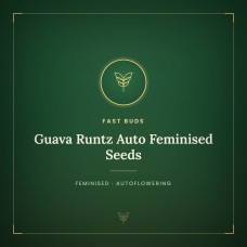 Guava Runtz Auto Feminised Seeds Guava Runtz Auto Feminised Seeds
