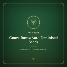 Guava Runtz Auto Feminised Seeds Guava Runtz Auto Feminised Seeds