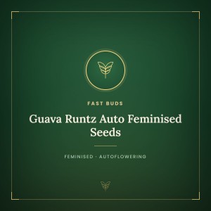 Guava Runtz Auto Feminised Seeds Guava Runtz Auto Feminised Seeds