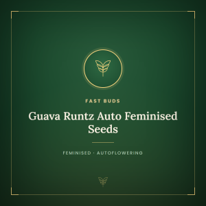 Guava Runtz Auto Feminised Seeds Guava Runtz Auto Feminised Seeds