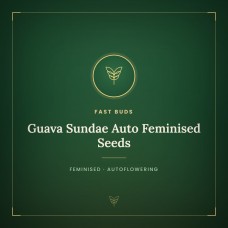 Guava Sundae Auto Feminised Seeds