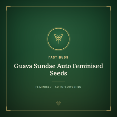 Guava Sundae Auto Feminised Seeds Guava Sundae Auto Feminised Seeds
