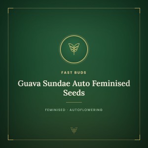 Guava Sundae Auto Feminised Seeds Guava Sundae Auto Feminised Seeds