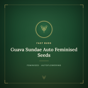 Guava Sundae Auto Feminised Seeds Guava Sundae Auto Feminised Seeds