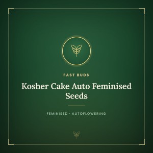 Kosher Cake Auto Feminised Seeds Kosher Cake Auto Feminised Seeds