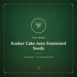 Kosher Cake Auto Feminised Seeds Kosher Cake Auto Feminised Seeds