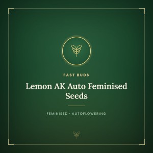 Lemon AK Auto Feminised Seeds Lemon AK Auto Feminised Seeds