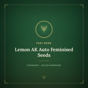 Lemon AK Auto Feminised Seeds Lemon AK Auto Feminised Seeds