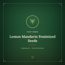 Lemon Mandarin Feminized Seeds Lemon Mandarin Feminized Seeds