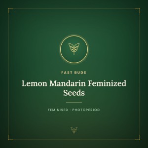 Lemon Mandarin Feminized Seeds