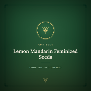 Lemon Mandarin Feminized Seeds Lemon Mandarin Feminized Seeds