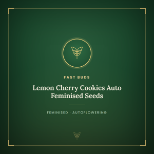 Lemon Cherry Cookies Auto Feminised Seeds Lemon Cherry Cookies Auto Feminised Seeds