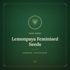 Lemonpaya Feminised Seeds