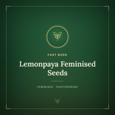 Lemonpaya Feminised Seeds Lemonpaya Feminised Seeds