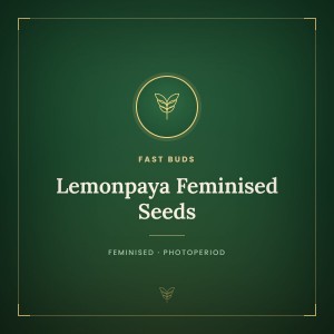 Lemonpaya Feminised Seeds
