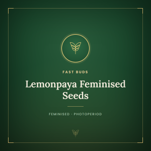 Lemonpaya Feminised Seeds Lemonpaya Feminised Seeds