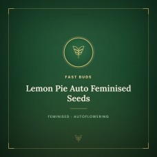 Lemon Pie Auto Feminised Seeds Lemon Pie Auto Feminised Seeds