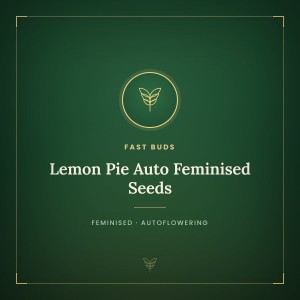 Lemon Pie Auto Feminised Seeds Lemon Pie Auto Feminised Seeds