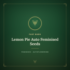 Lemon Pie Auto Feminised Seeds Lemon Pie Auto Feminised Seeds