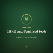 LSD-25 Auto Feminised Seeds LSD-25 Auto Feminised Seeds