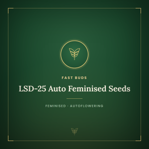 LSD-25 Auto Feminised Seeds LSD-25 Auto Feminised Seeds