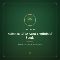 Mimosa Cake Auto Feminised Seeds Mimosa Cake Auto Feminised Seeds