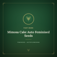 Mimosa Cake Auto Feminised Seeds Mimosa Cake Auto Feminised Seeds