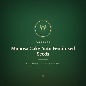 Mimosa Cake Auto Feminised Seeds Mimosa Cake Auto Feminised Seeds