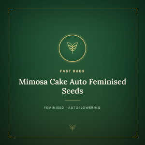 Mimosa Cake Auto Feminised Seeds Mimosa Cake Auto Feminised Seeds