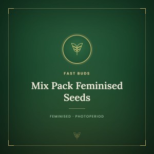 Mix Pack Feminised Seeds Mix Pack Feminised Seeds