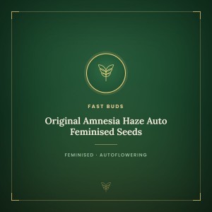 Original Amnesia Haze Auto Feminised Seeds Original Amnesia Haze Auto Feminised Seeds