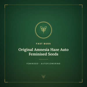 Original Amnesia Haze Auto Feminised Seeds Original Amnesia Haze Auto Feminised Seeds
